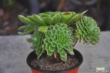 아이스금(N117) 다육금