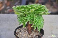 아이스금(N118) 다육금