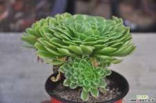 아이스금(N119) 다육금