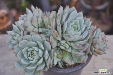 티피(N121) 다육식물