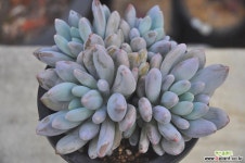 라콤비너스(N124) 다육식물