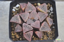 피그마에아(N127) 하월시아