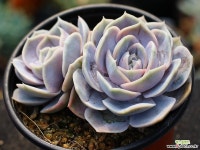 블루서프라이즈 군생 S0472 다육식물