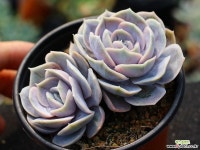 블루서프라이즈 군생 S0472 다육식물