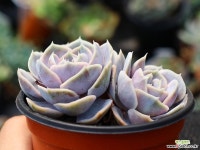 블루서프라이즈 군생 S0472 다육식물