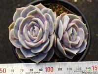 블루서프라이즈 군생 S0472 다육식물