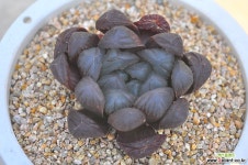 블랙옵튜샤(N128) 하월시아