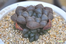 블랙옵튜샤(N129) 하월시아