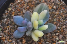 홍미인금(N132) 다육금
