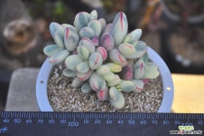 방울복랑금적심(N135) 다육금