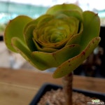 토오즈 목대 다육식물