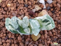 일선천적반백금 하월시아