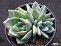 샴페인 군생 S0551 다육식물