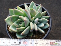 샴페인 군생 S0551 다육식물