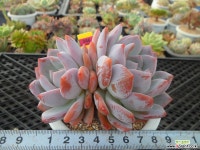 일본성영7-346 다육식물