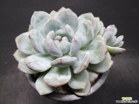 먼로-7801 다육식물