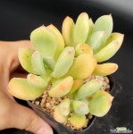 청성미인금 (2두가 금입니다) 다육금