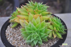 짧은잎적성(N158) 다육식물