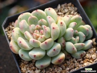 비얀트 군생 S0647 다육식물