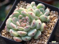 비얀트 군생 S0647 다육식물
