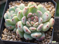 비얀트 군생 S0647 다육식물