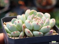 비얀트 군생 S0647 다육식물