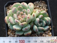 비얀트 군생 S0647 다육식물