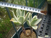 흑괴리금0709 다육금