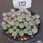 0709-112 다육식물