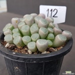 0709-112 다육식물