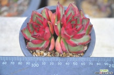 누브라(N168) 다육식물