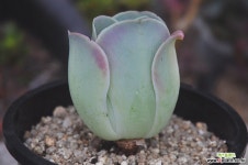 엘히어로(N169) 다육식물