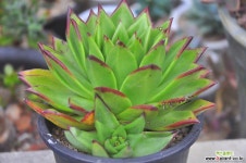 오렌지에보니(N178) 다육식물