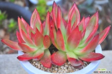 프랭크뭉크(N179) 다육식물