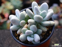 성미인 군생 S0604 다육식물