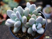 성미인 군생 S0604 다육식물