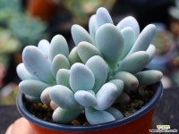 성미인 군생 S0604 다육식물