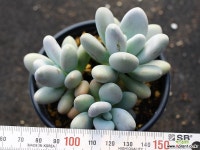 성미인 군생 S0604 다육식물