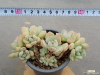 애그린원 1-308 다육식물
