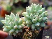 크라운볼 S0540 다육식물