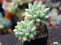 크라운볼 S0540 다육식물