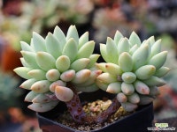 크라운볼 S0540 다육식물