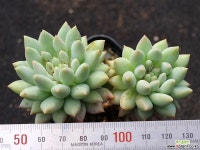 크라운볼 S0540 다육식물