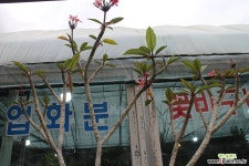 러브하와이(플루메리아) 다육식물