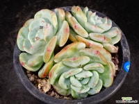 몽블랑 18 다육식물