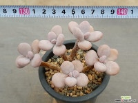 아마조네스 2-239 다육식물