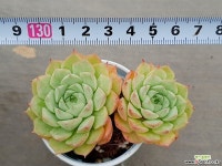 샤롤로즈 2-258 다육식물
