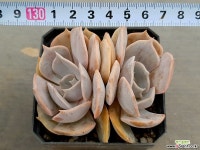 골드머니 2-388 다육식물