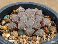 홍문 45- 하월시아