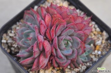 러비싱(O011) 다육식물